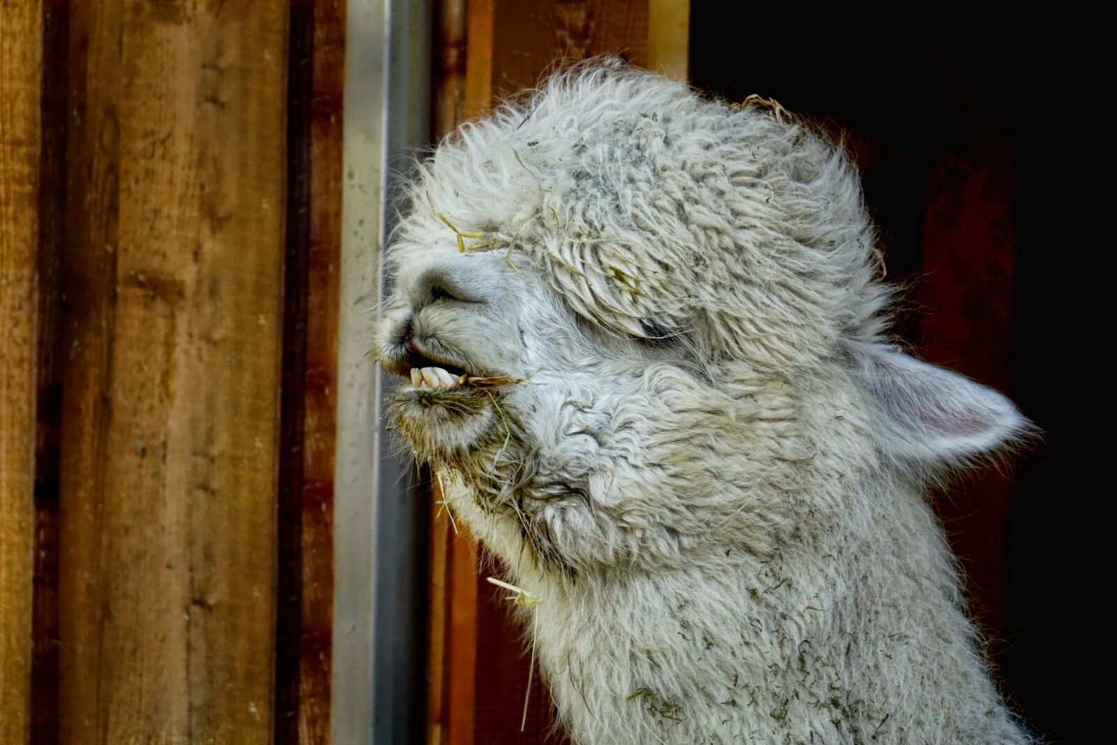 Sony a6000 sample photo. Animal, mammal, portrait photography