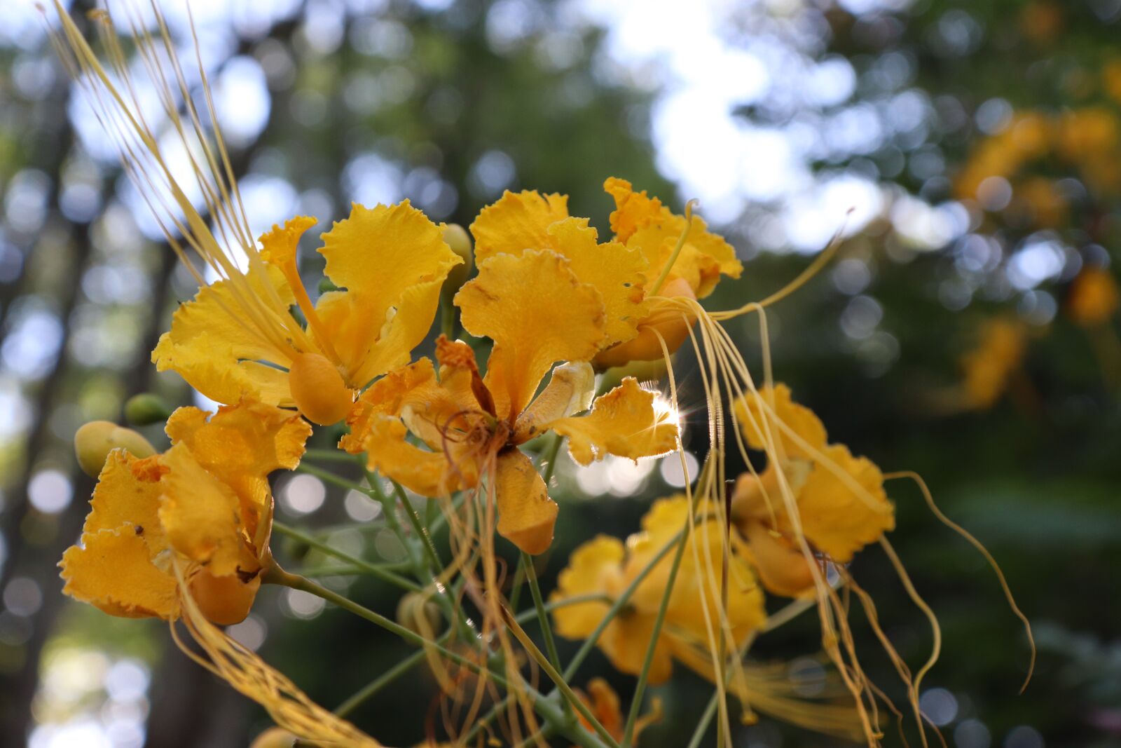 Canon EOS 800D (EOS Rebel T7i / EOS Kiss X9i) sample photo. Flower, yellow, flora photography
