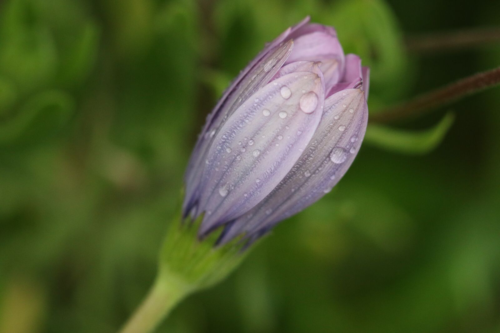 Canon EOS 70D + Canon EF 100mm F2.8 Macro USM sample photo. Pink, purple, flower photography
