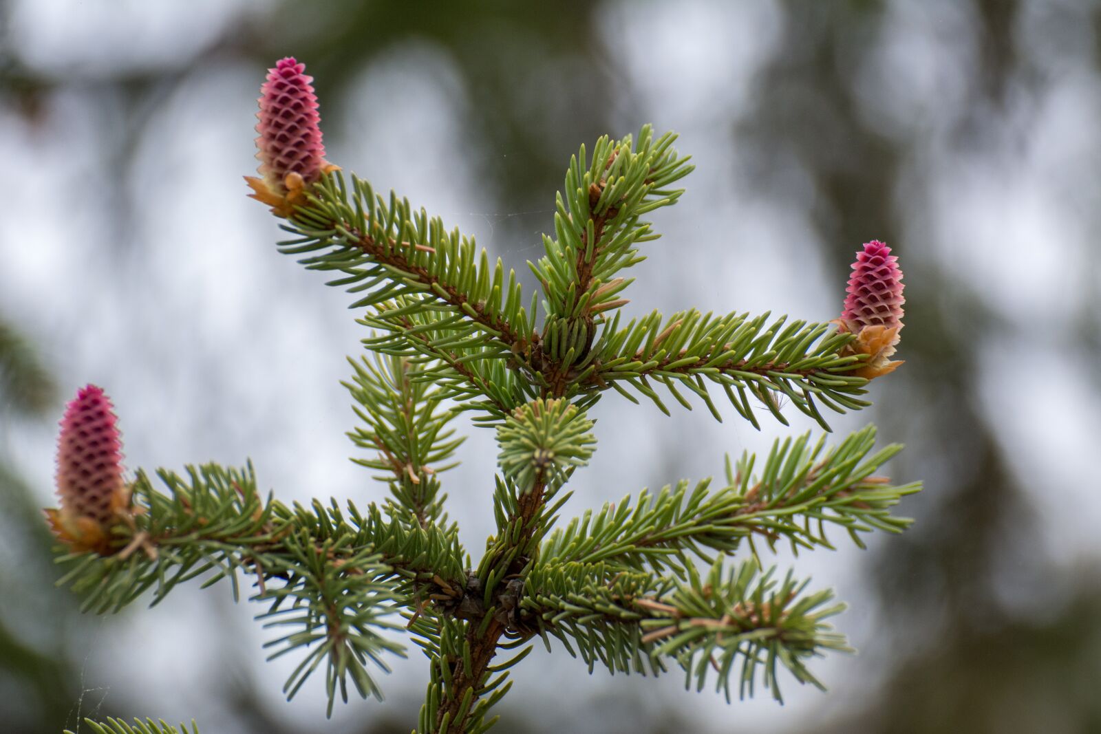 Nikon D7100 sample photo. Nature, spruce, trees photography