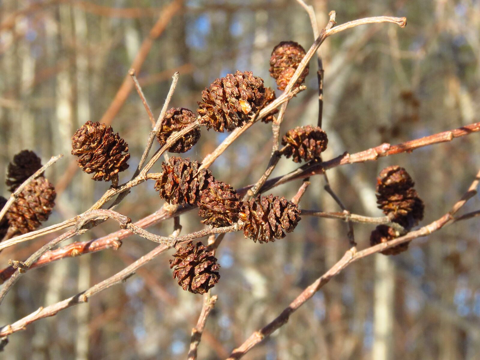 Canon PowerShot SX60 HS sample photo. Alder, stems, spring photography