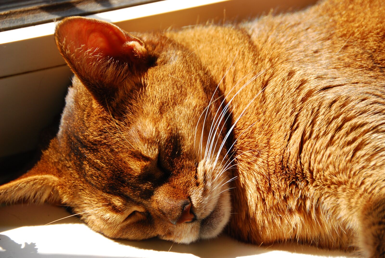 Nikon D80 sample photo. Cat, abyssinian, breed cat photography