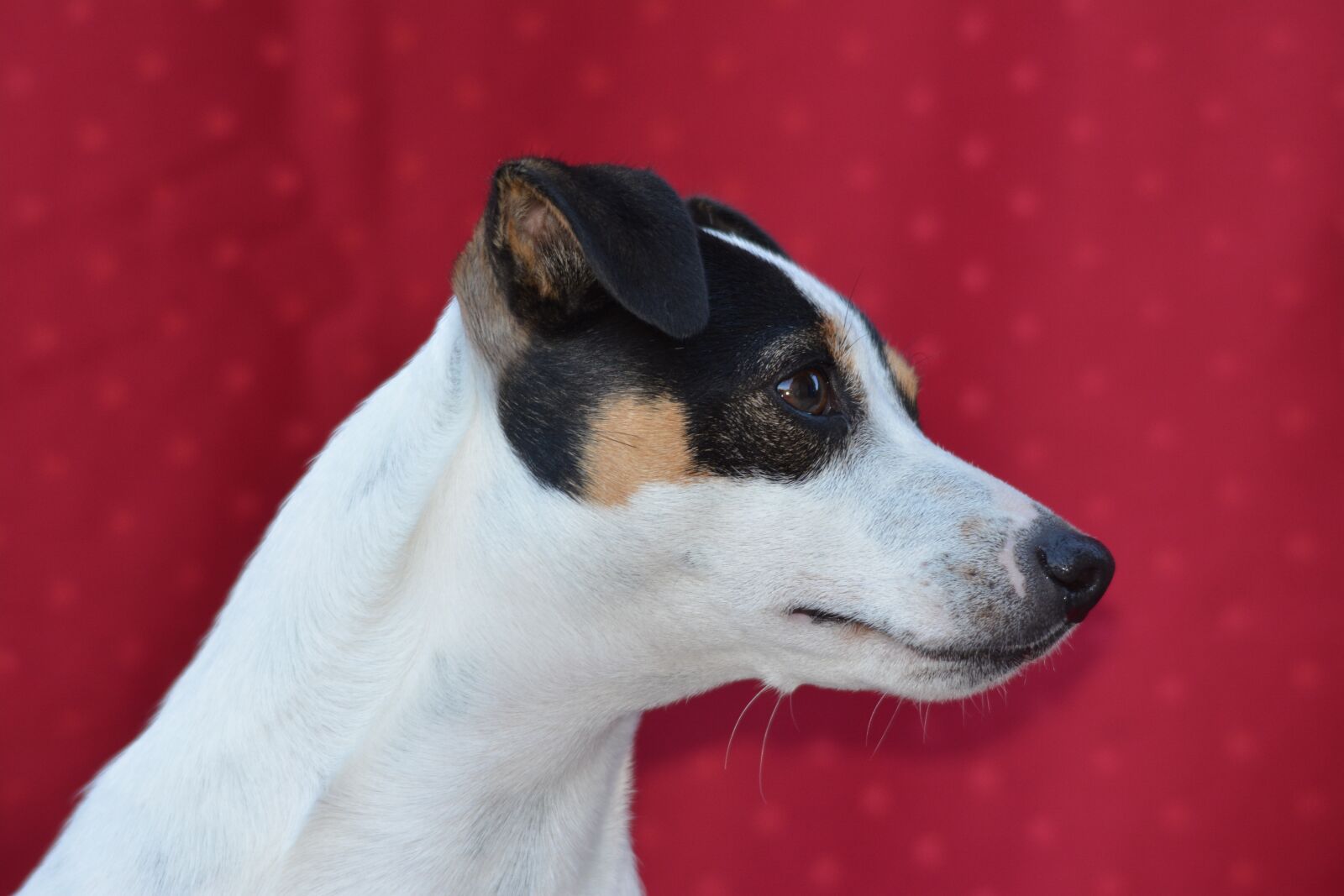 Nikon D7100 sample photo. Dog, jack russel, animals photography