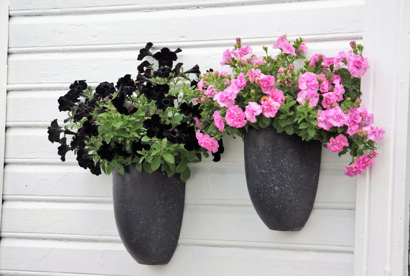 Sony E 18-200mm F3.5-6.3 OSS sample photo. Black, pink, petunia photography