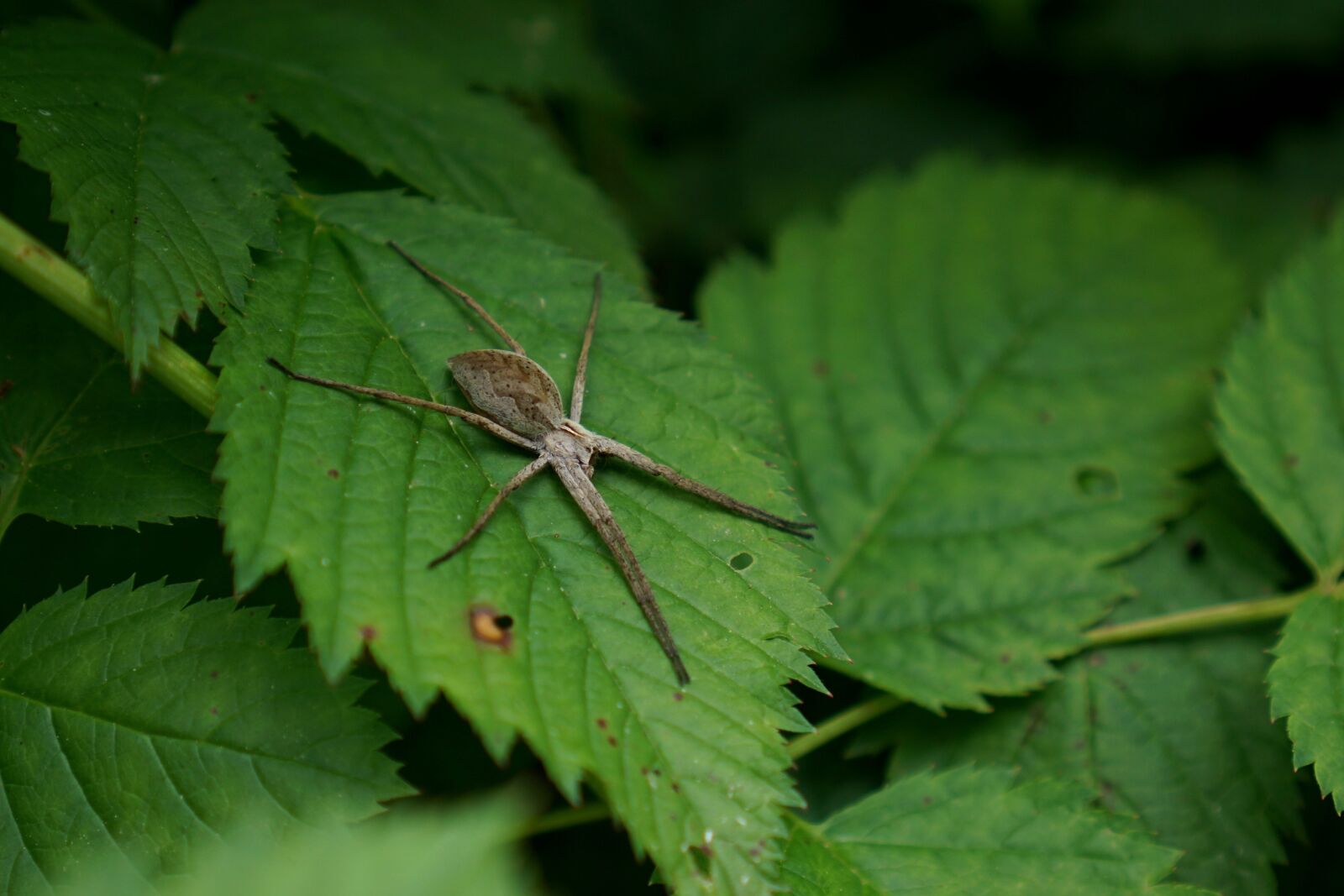 Sony a6000 + Sony E 35mm F1.8 OSS sample photo. List spider, pisaura mirabilis photography