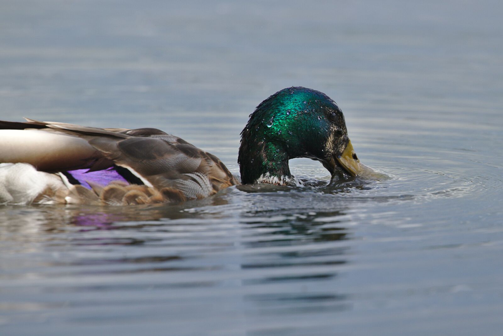 Canon EOS M5 sample photo. Mallard, duck, water bird photography