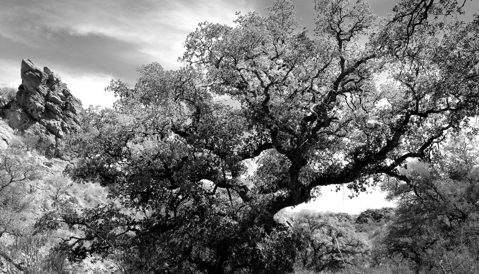 Samsung Galaxy S4 sample photo
