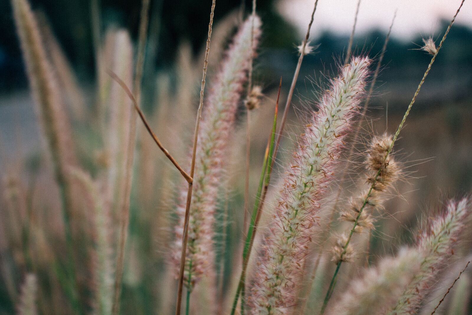 Canon EOS 700D (EOS Rebel T5i / EOS Kiss X7i) sample photo. Flowering grass, outdoor, nature photography