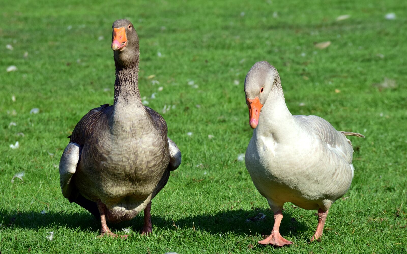 Nikon D3300 sample photo. Goose, duck, bird photography