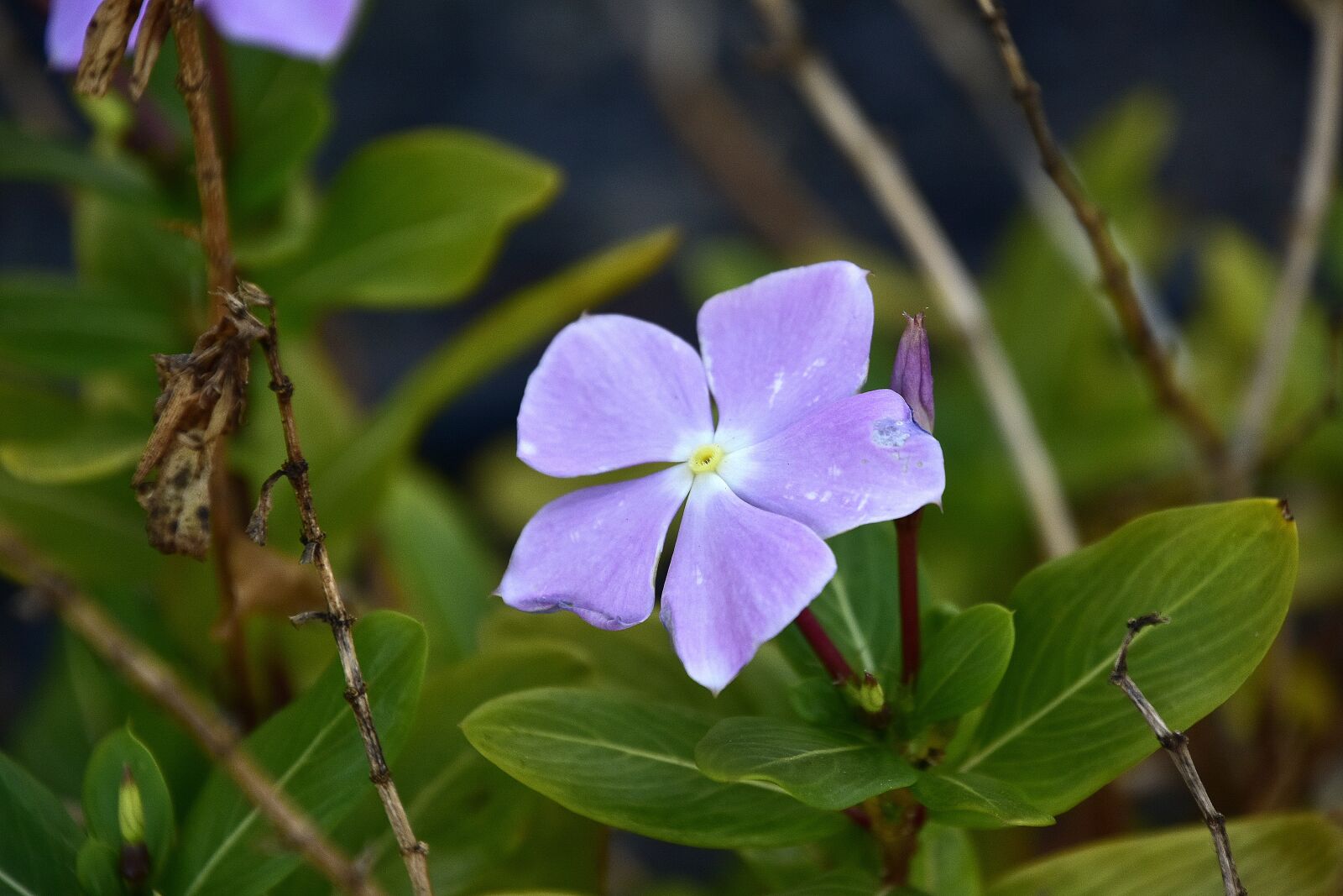 Nikon D7200 sample photo. Shrub, flower, plant photography