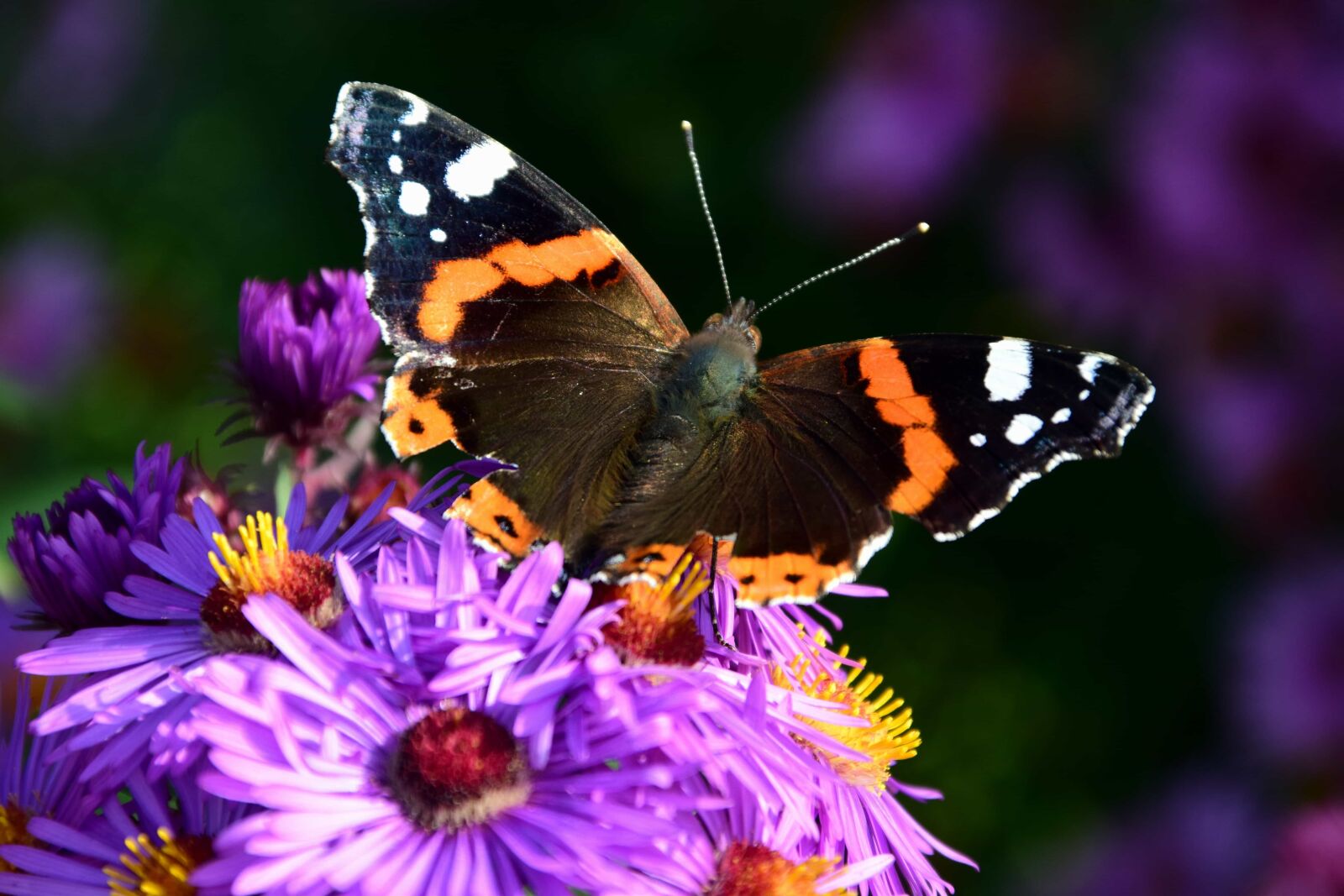 Nikon D3300 sample photo. Nature, summer, insect, butterfly photography