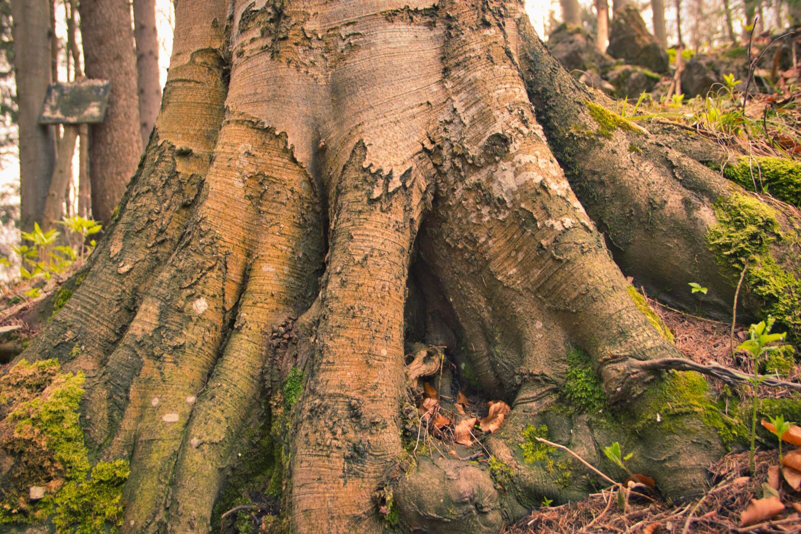 Canon EOS 700D (EOS Rebel T5i / EOS Kiss X7i) sample photo. Root, hobby, fantasy photography