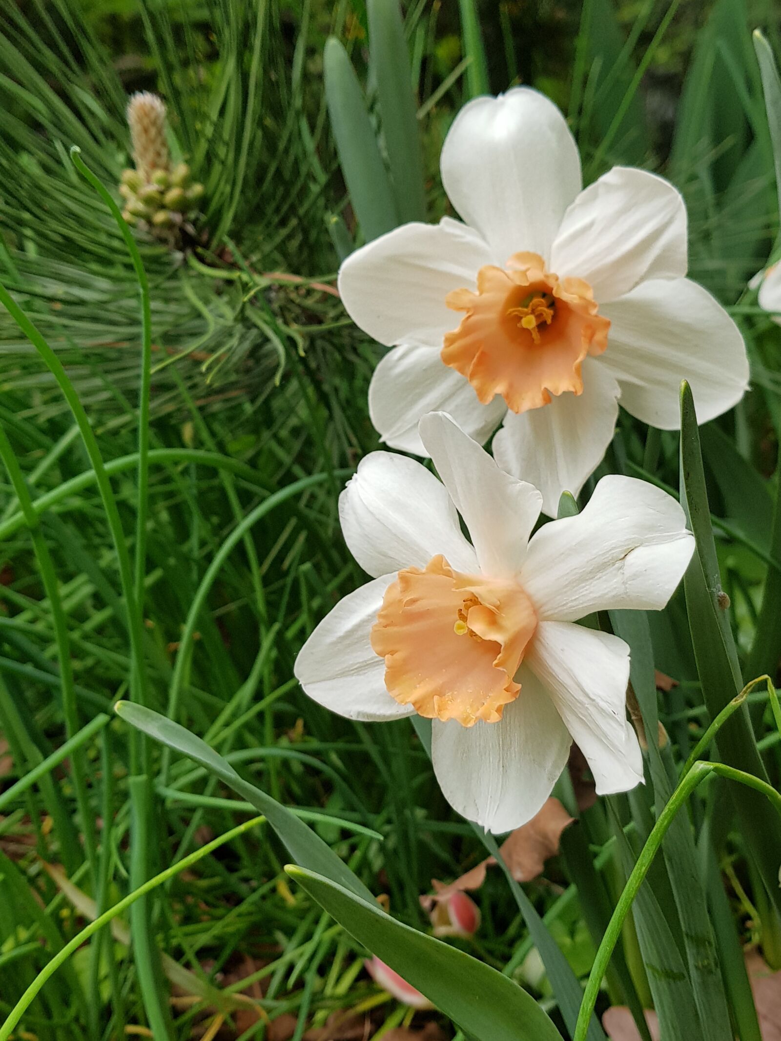 Samsung Galaxy S8+ sample photo. Spring, flowers, nature photography