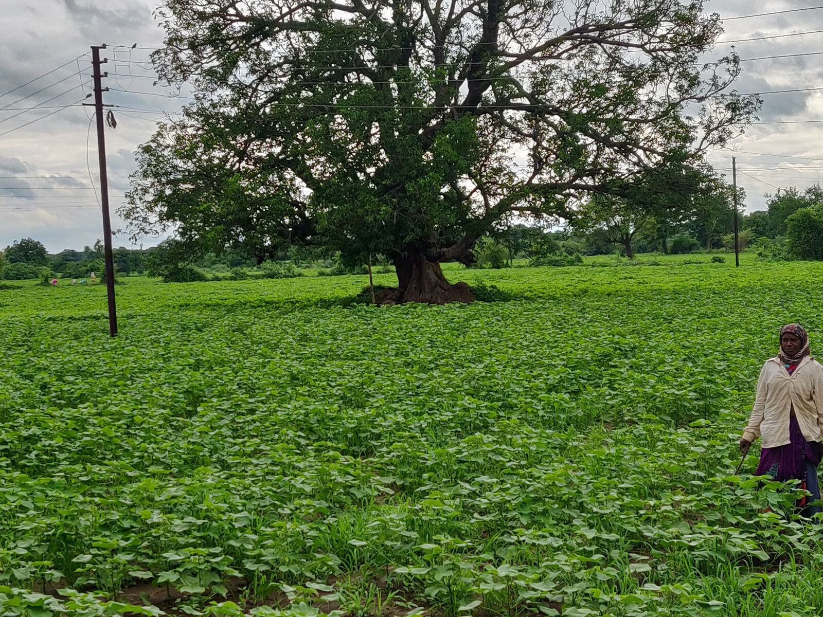 OnePlus A6010 sample photo. Cotton, farm, village photography