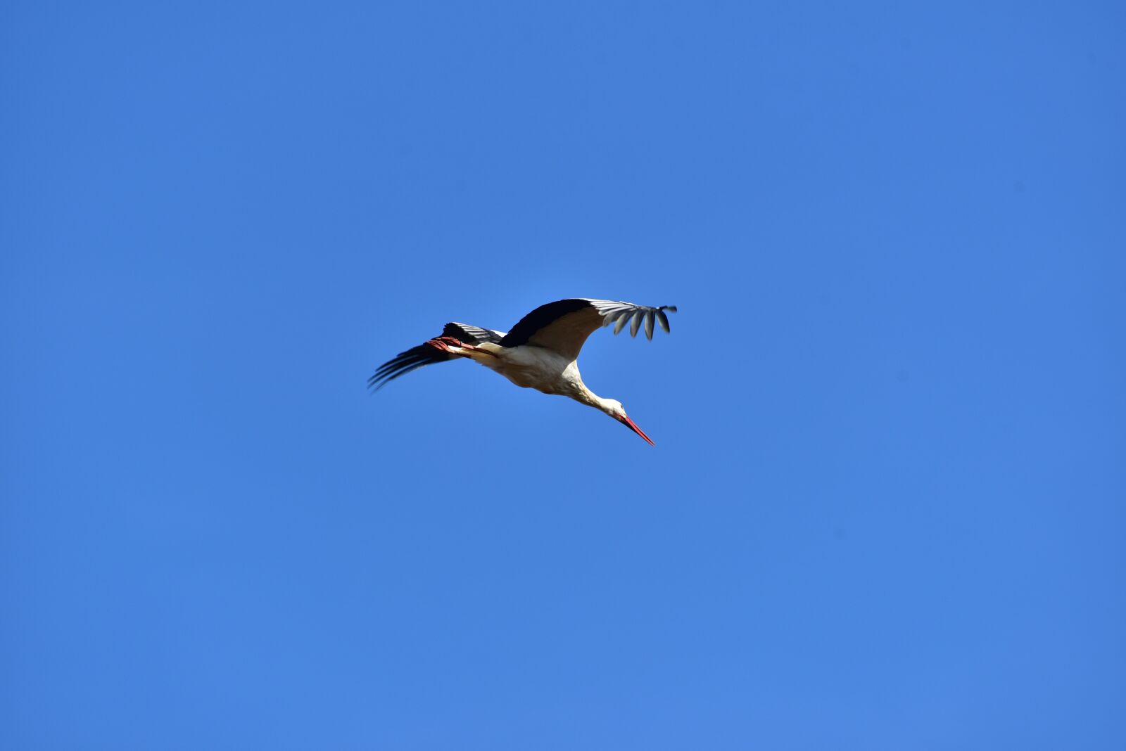 Nikon D750 sample photo. Stork, sky, flying photography