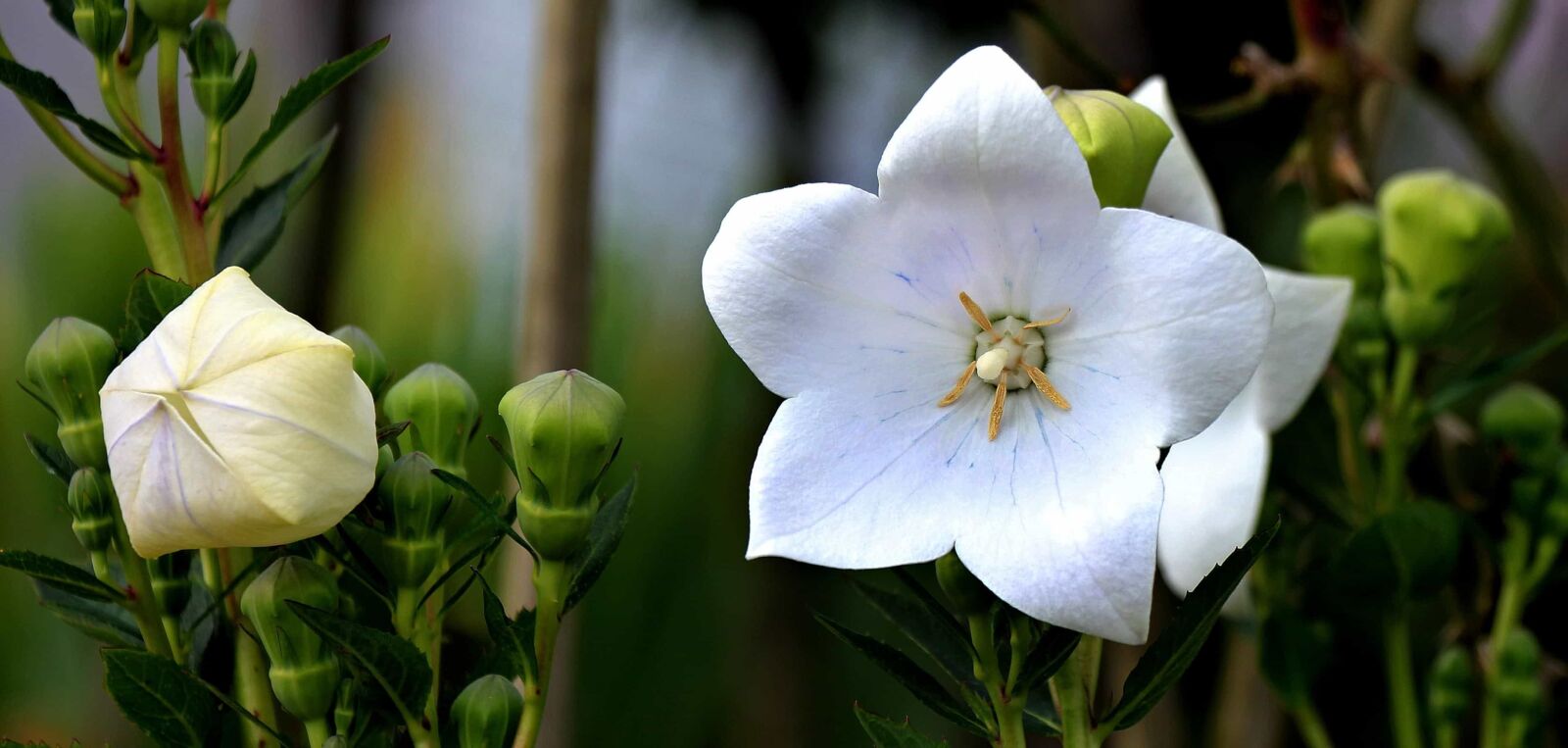 Canon EOS 550D (EOS Rebel T2i / EOS Kiss X4) sample photo. White flower, flora, leaf photography