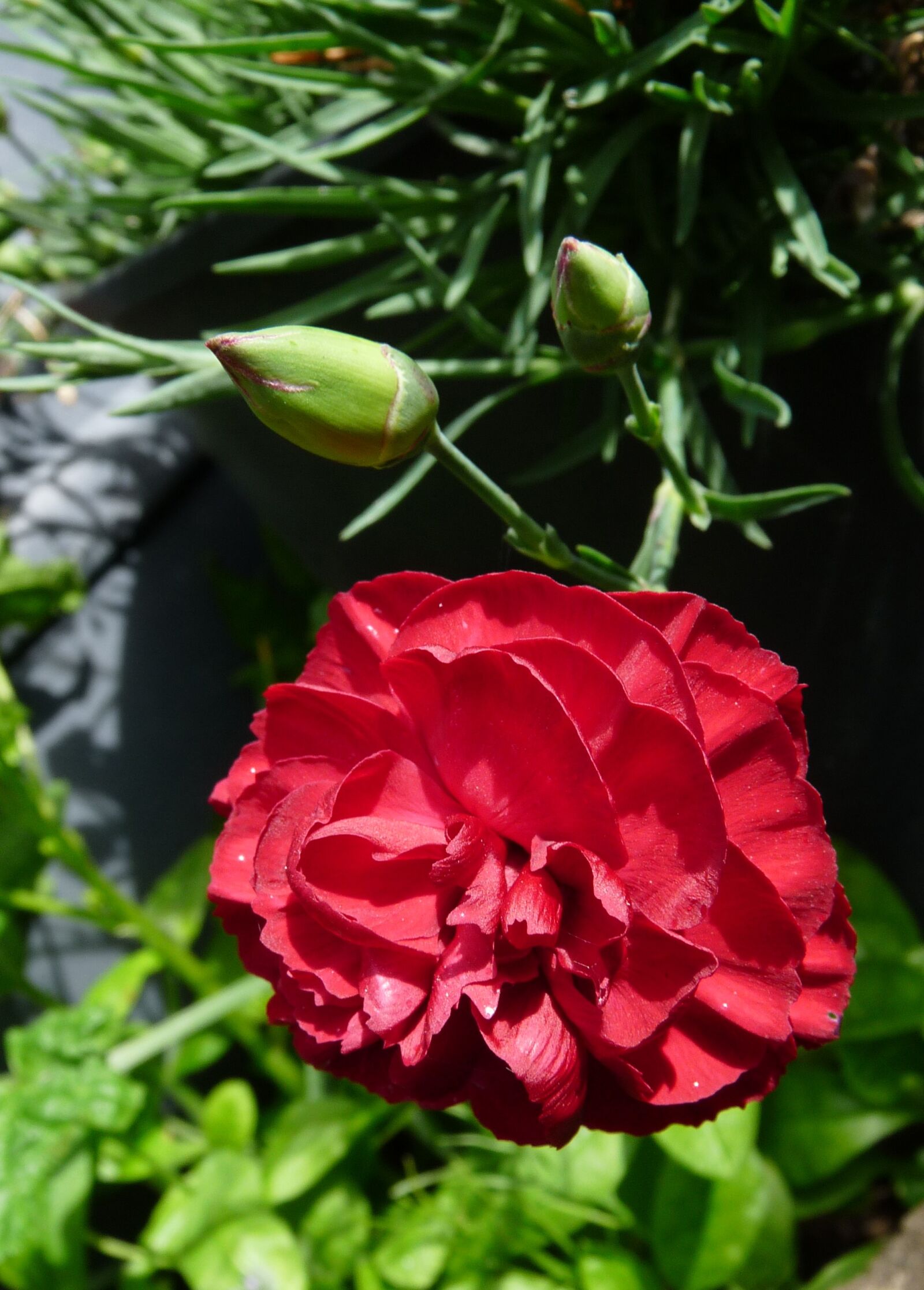 Panasonic Lumix DMC-FZ28 sample photo. Carnation, red, flower photography