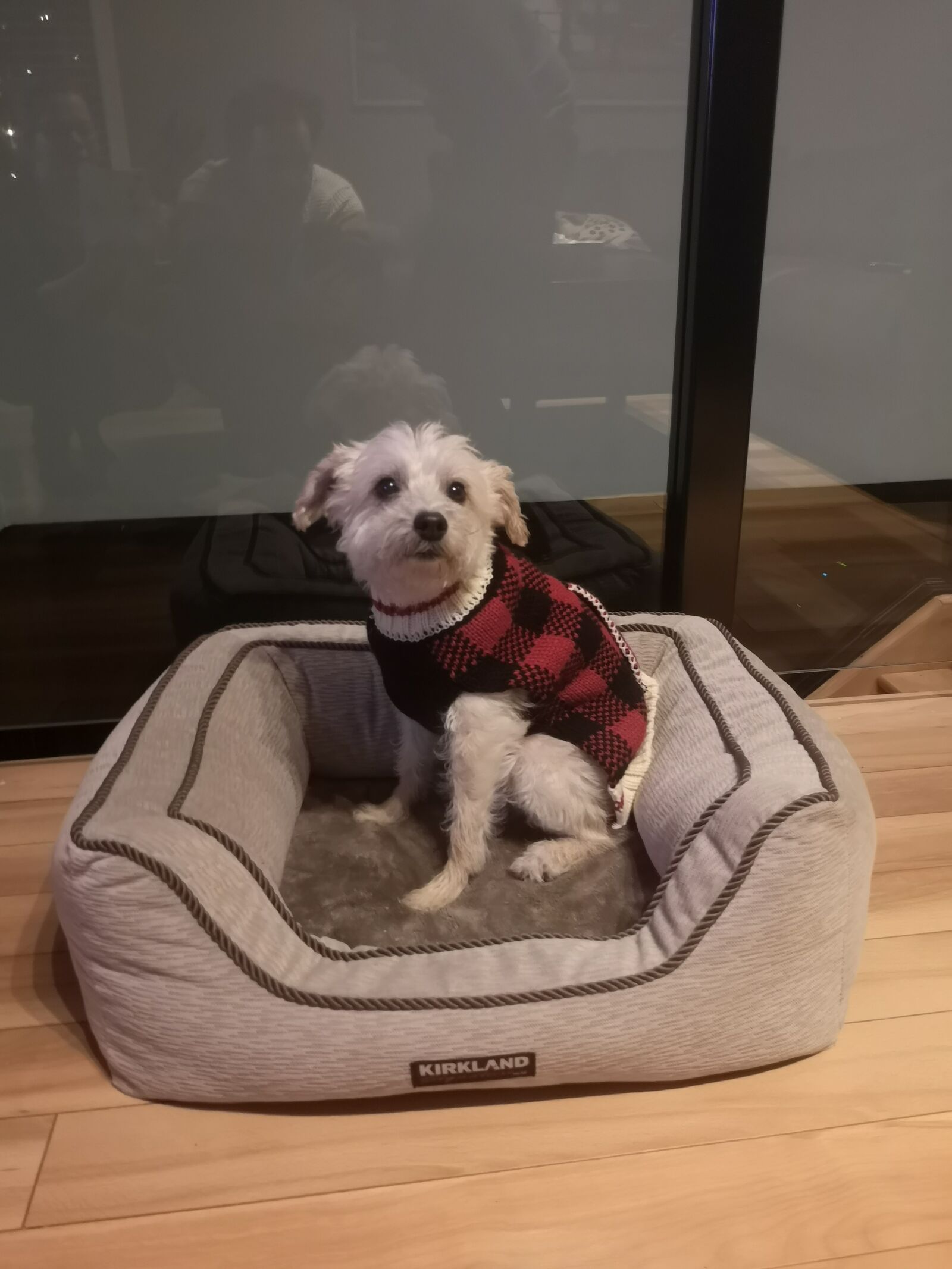 HUAWEI P20 sample photo. Dog, white, caniche photography