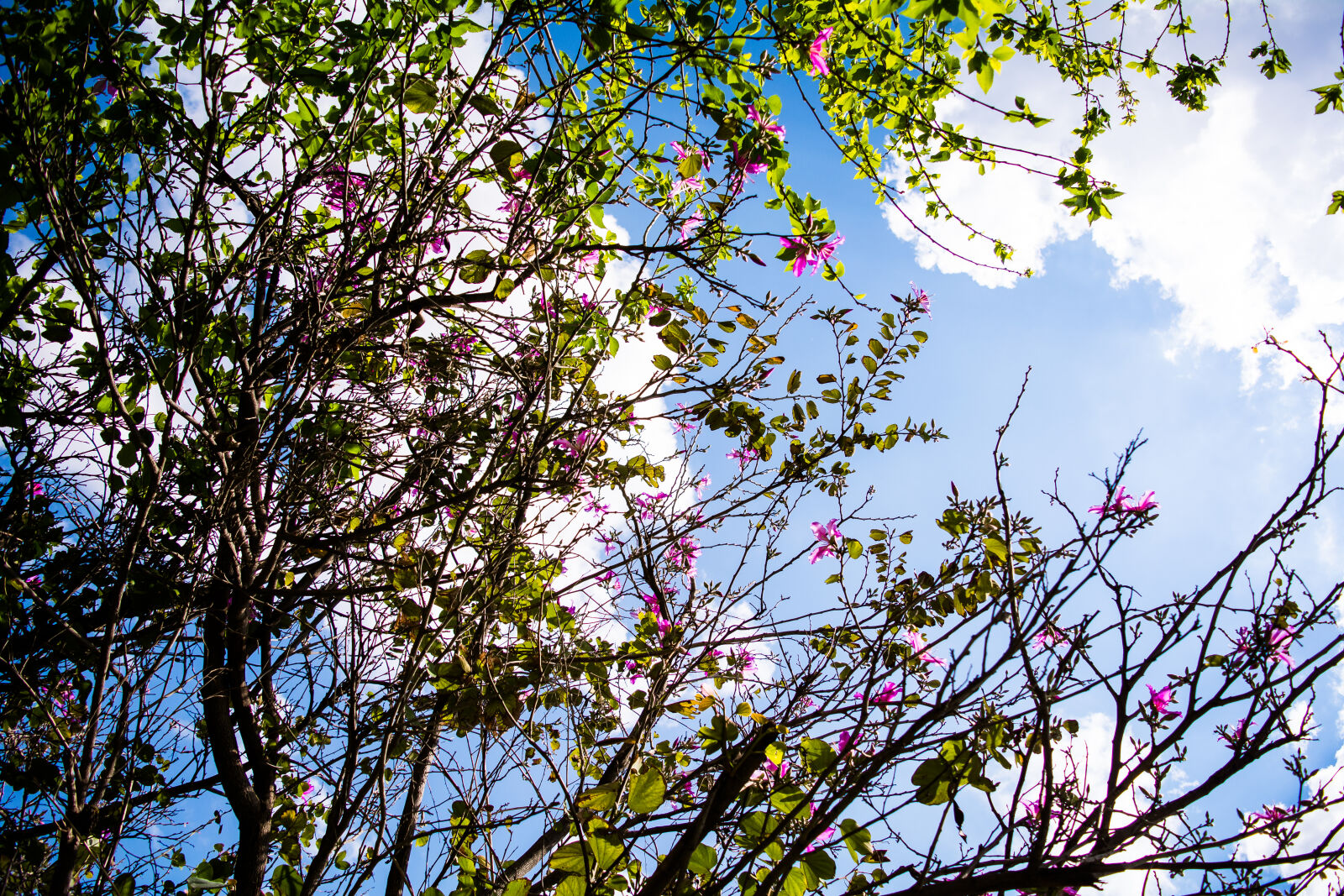Nikon D5200 sample photo