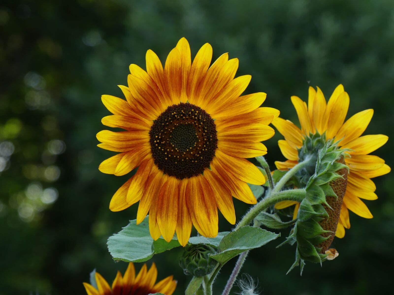 Panasonic Lumix DMC-FZ300 sample photo. Sunflower, garden, summer photography