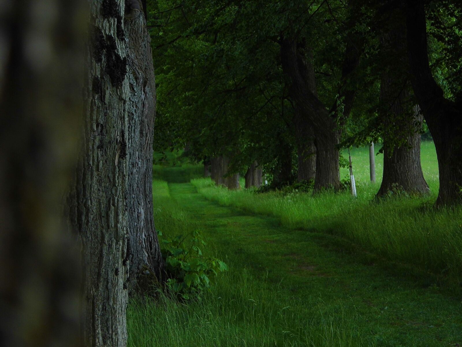 Benq GH600 sample photo. Alley, lime, nature photography
