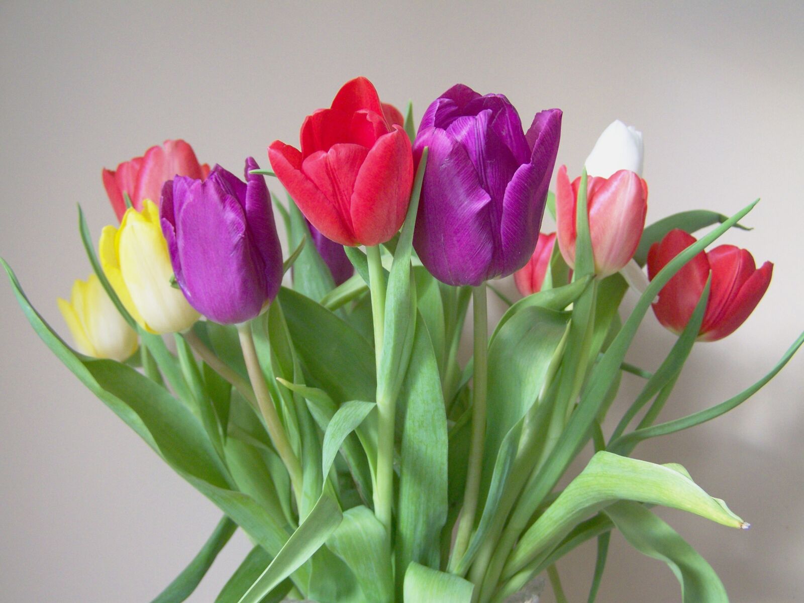 Kodak EASYSHARE ZD710 ZOOM DIGITAL CAMERA sample photo. Tulip bouquet, colorful tulips photography