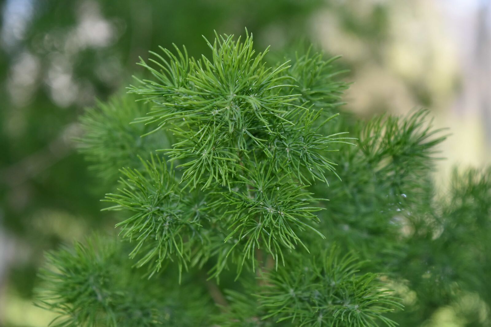 Nikon D5500 sample photo. Flora, plant, herb, leaf photography