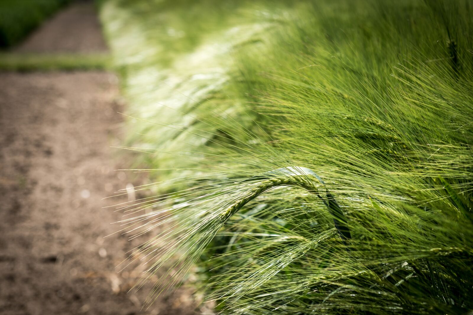 Nikon D750 sample photo. Agriculture, cereals, barley photography