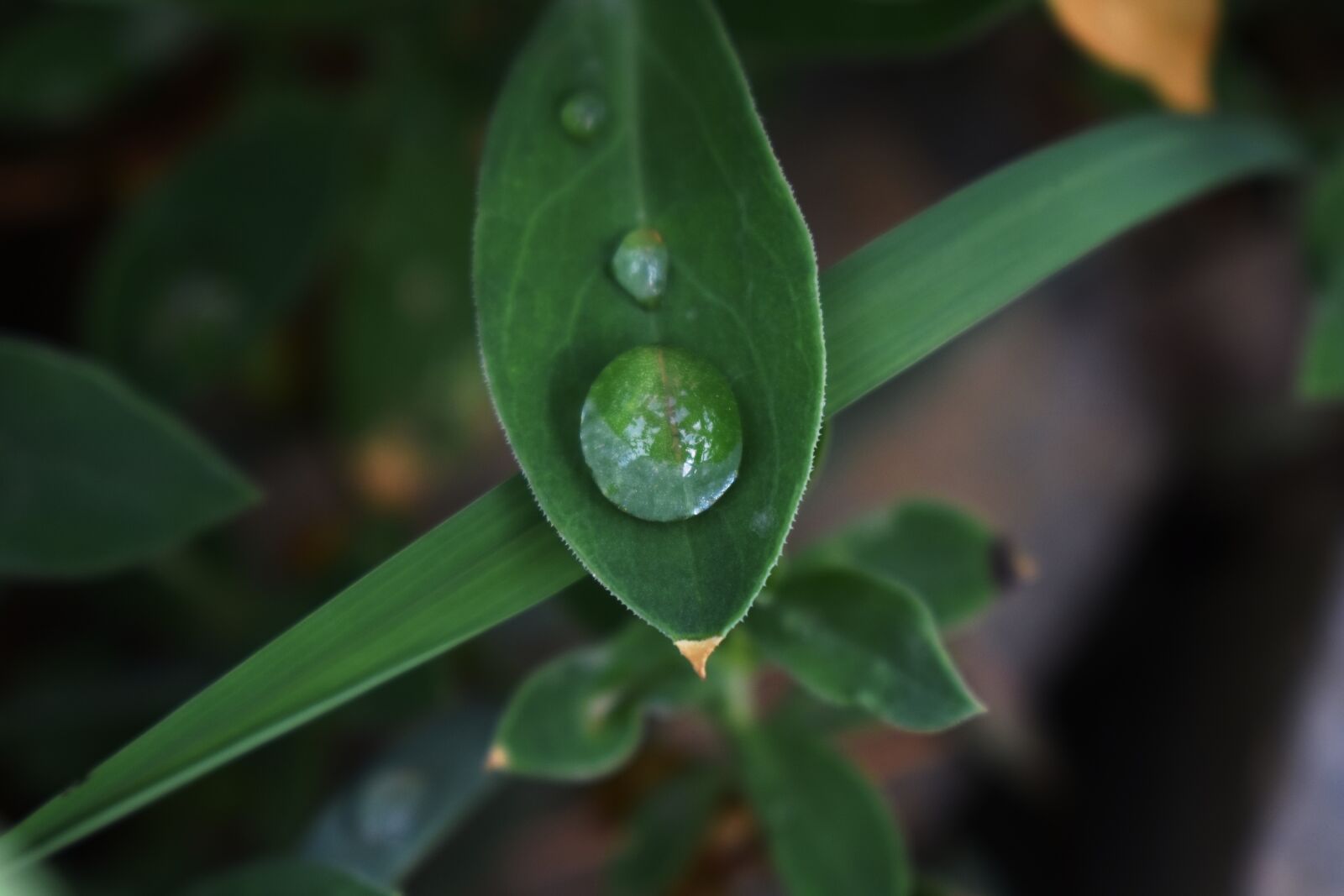 Nikon D3400 sample photo. Dew, leaf, morning dew photography