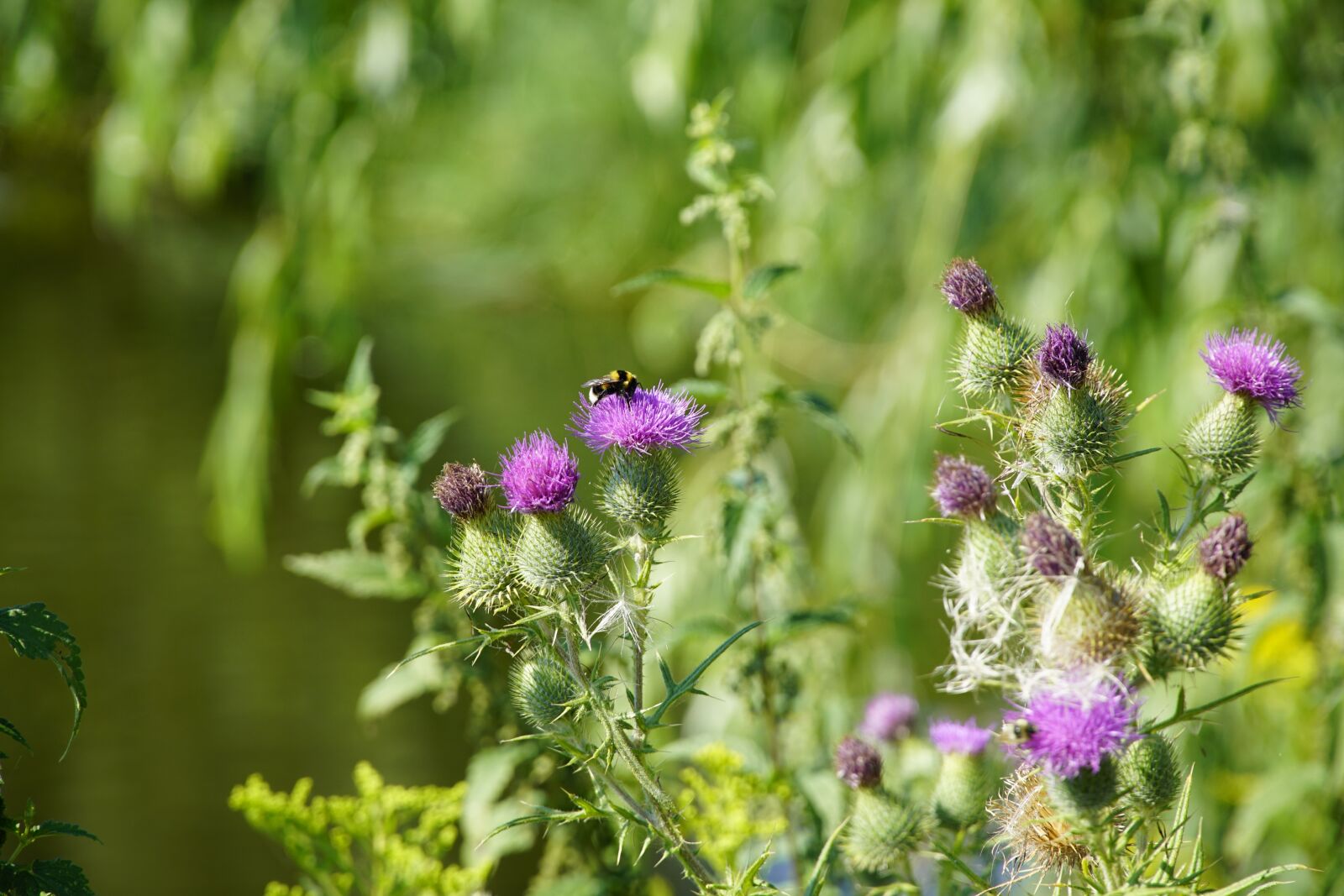 Sony E PZ 18-105mm F4 G OSS sample photo. Thistle, bumblebee, pollination photography