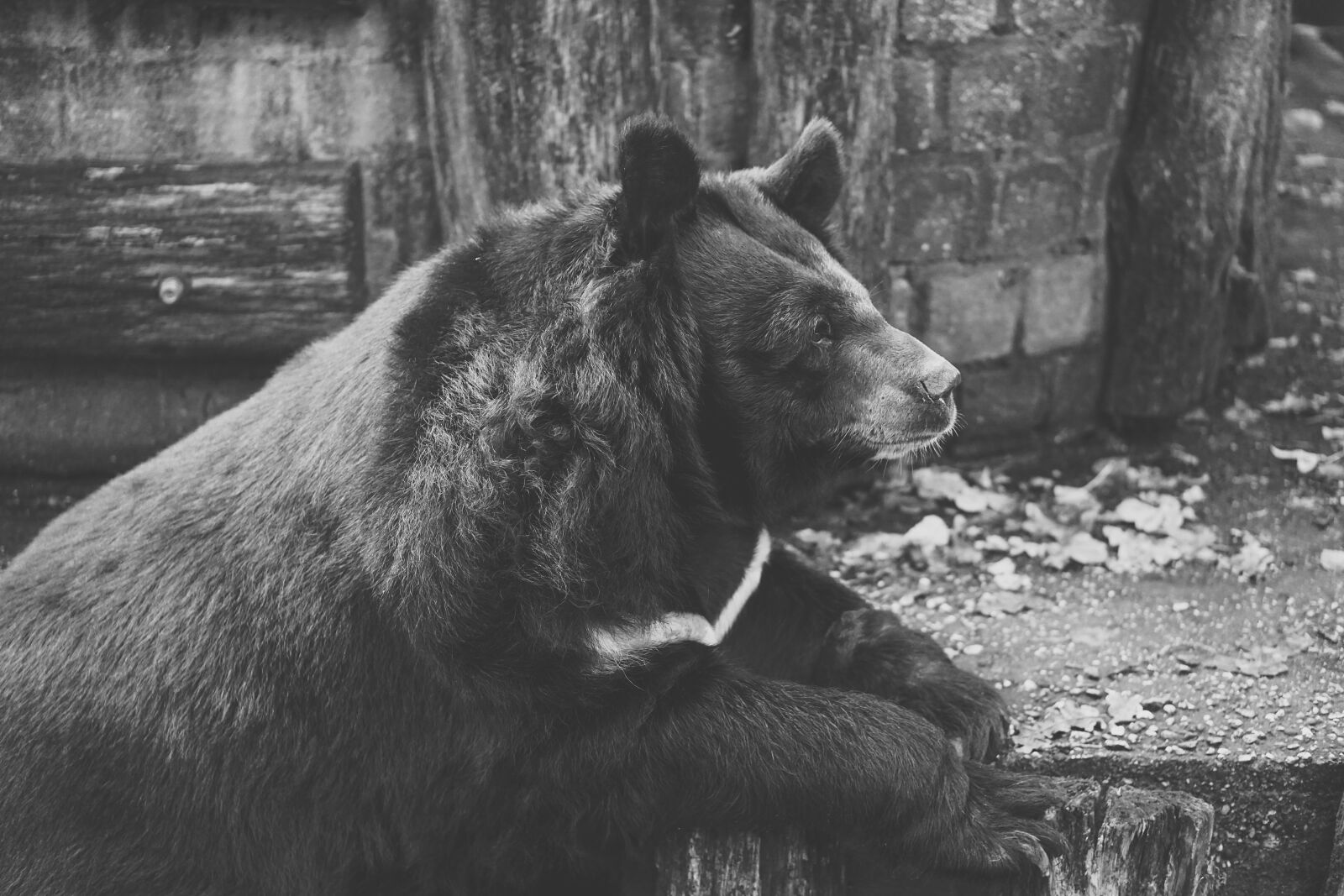 E 50mm F1.8 OSS sample photo. Bear, captivity, black and photography