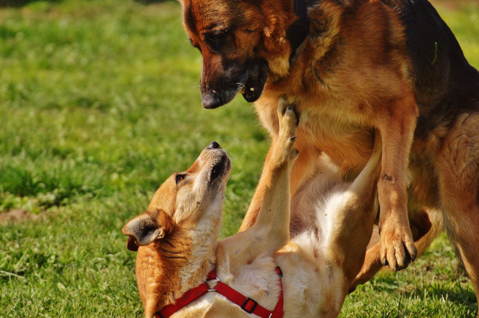 Nikon D3200 sample photo. Dogs, fur, play photography
