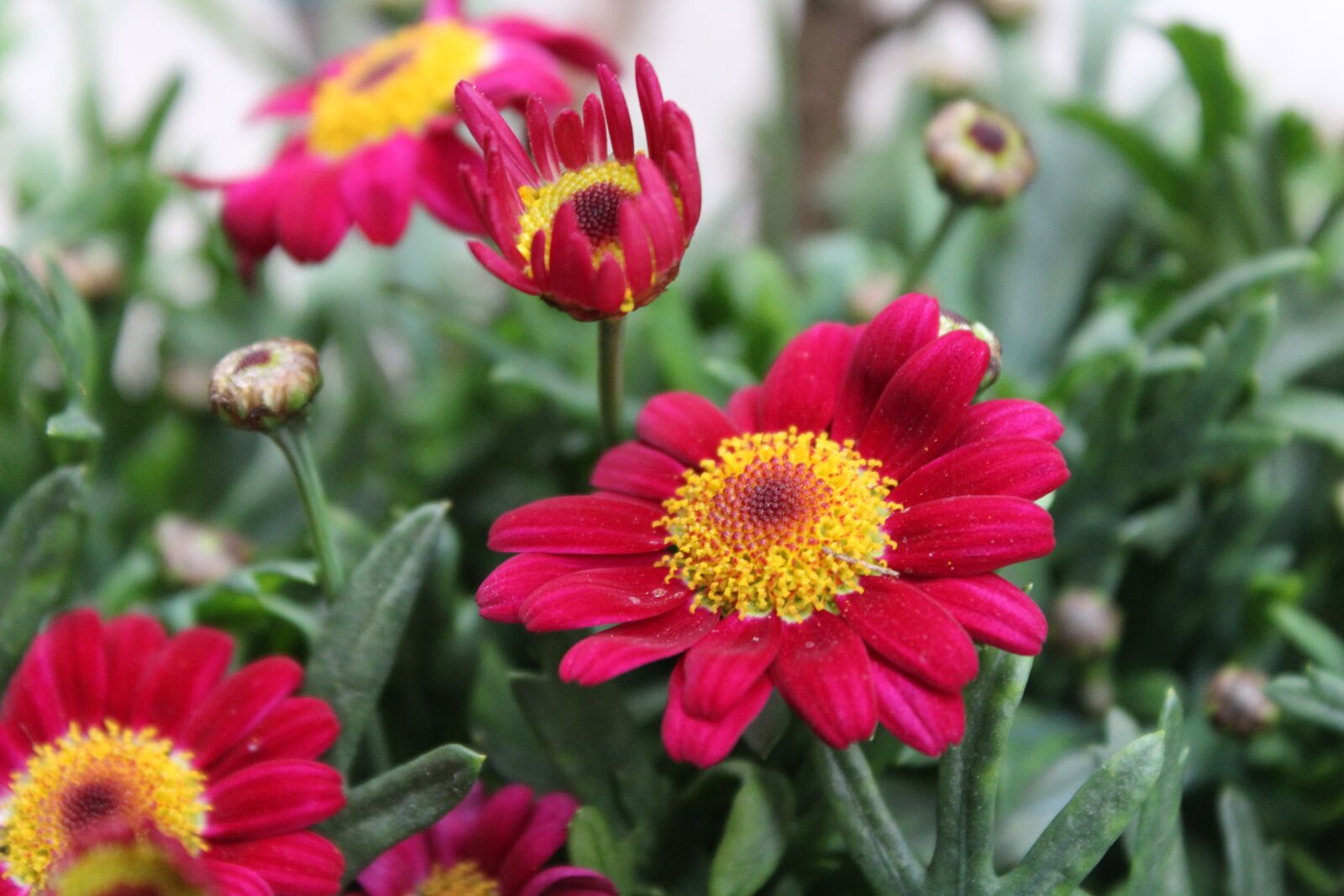 Canon EOS 1300D (EOS Rebel T6 / EOS Kiss X80) sample photo. Summer, flower, flowers photography