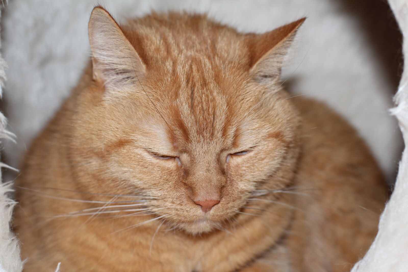Canon EOS 600D (Rebel EOS T3i / EOS Kiss X5) + Canon EF 50mm F1.4 USM sample photo. Cat, red, sleep photography