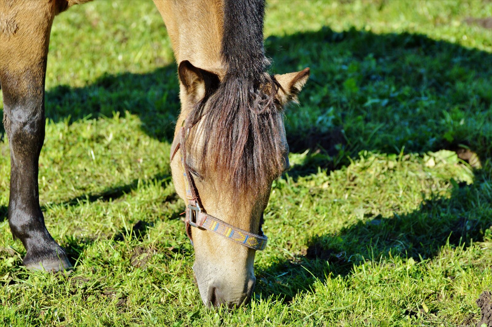 Nikon D3200 sample photo. Horse, pferdeportrait, horse head photography