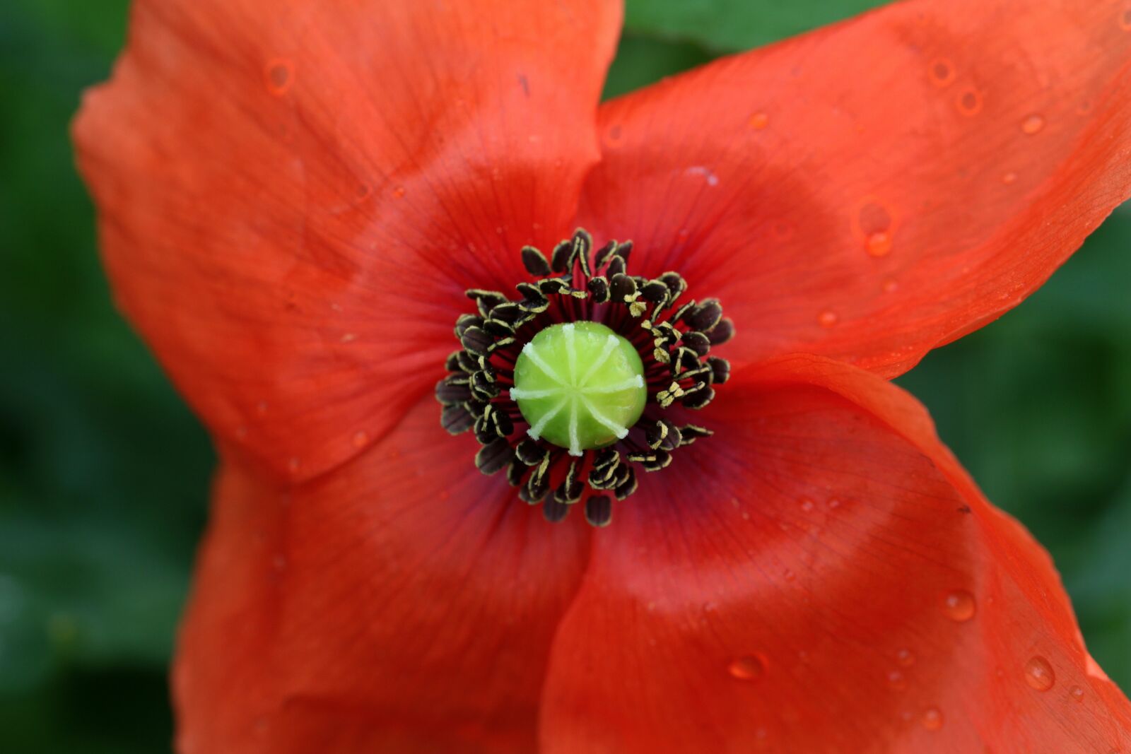 Canon EOS 650D (EOS Rebel T4i / EOS Kiss X6i) sample photo. Poppy, papaver rhoeas, klatschmohn photography