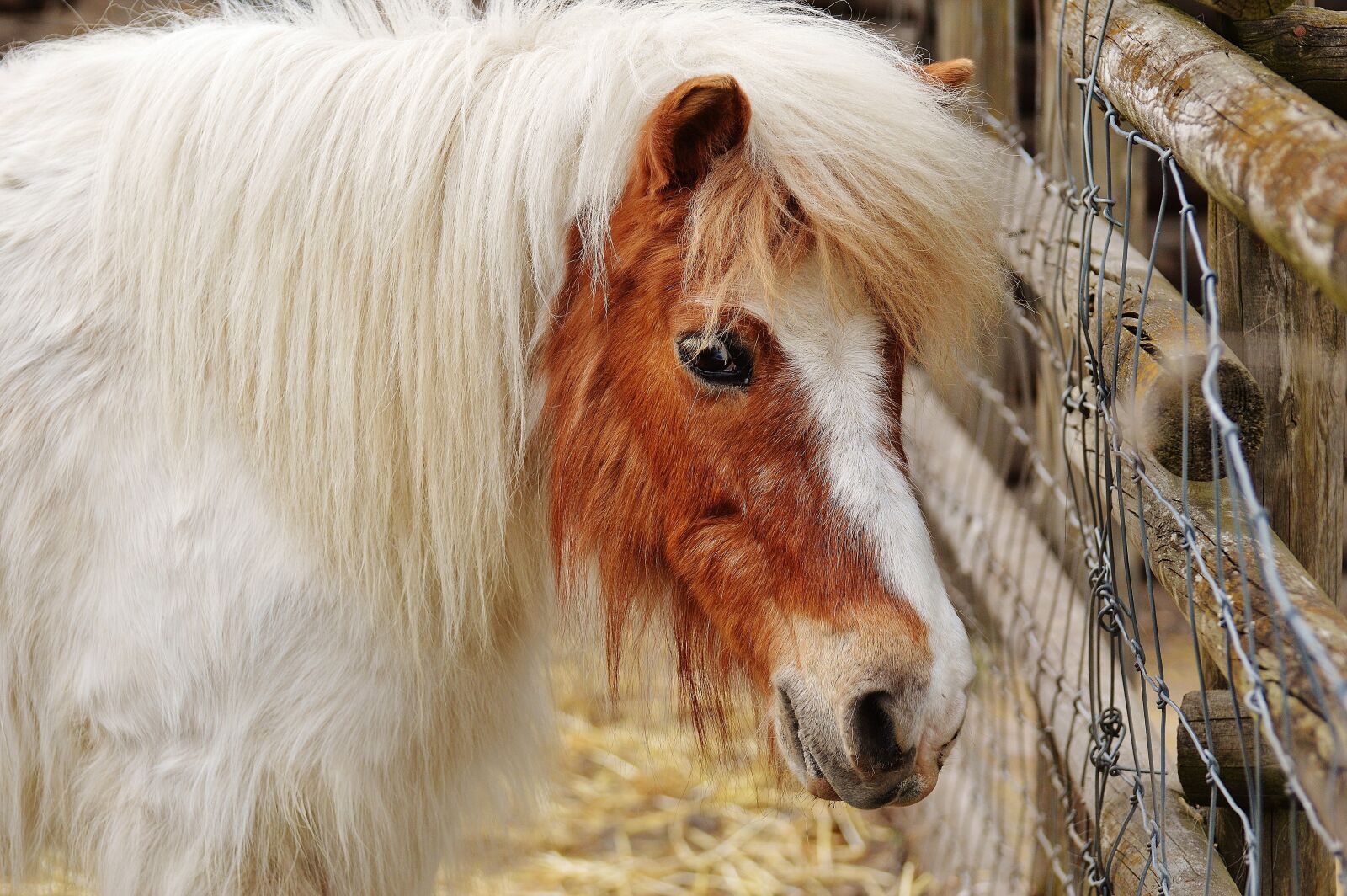 Nikon D3200 sample photo. Pony, wildpark poing, white photography