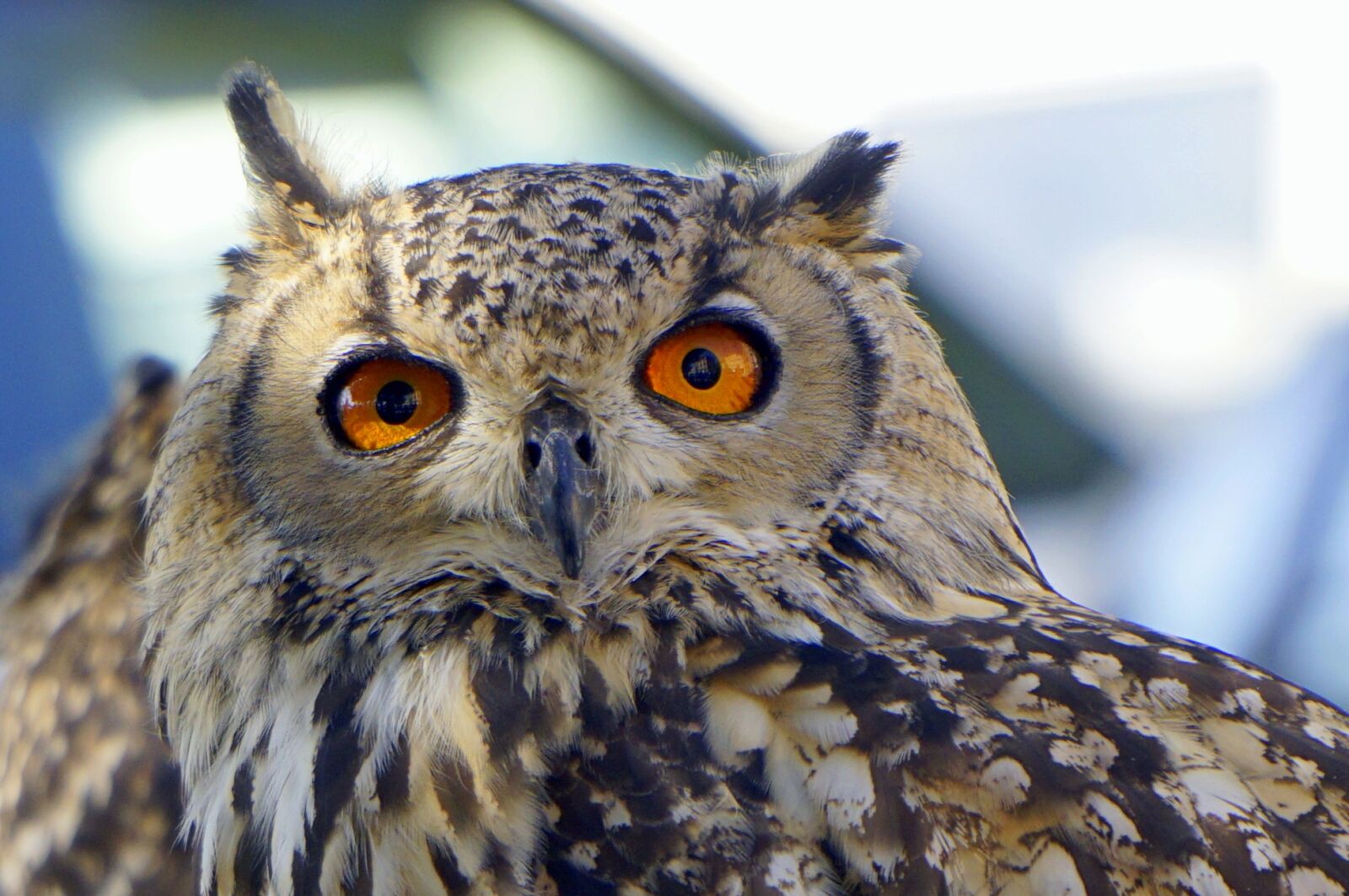 Sony E 55-210mm F4.5-6.3 OSS sample photo. Owl, ave, bird of photography