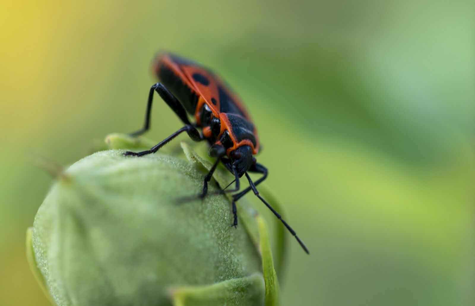 Canon EOS 80D + Canon EF 100mm F2.8L Macro IS USM sample photo. Firebug, insect, bug photography