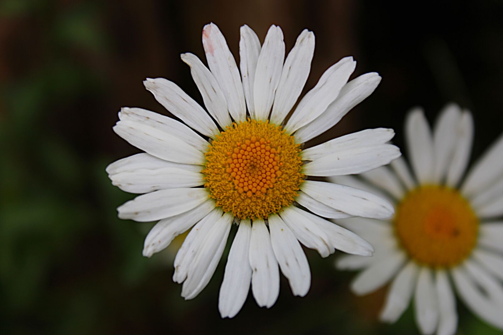 Canon EOS 2000D (EOS Rebel T7 / EOS Kiss X90 / EOS 1500D) sample photo. White yellow, blossoms, blooming photography