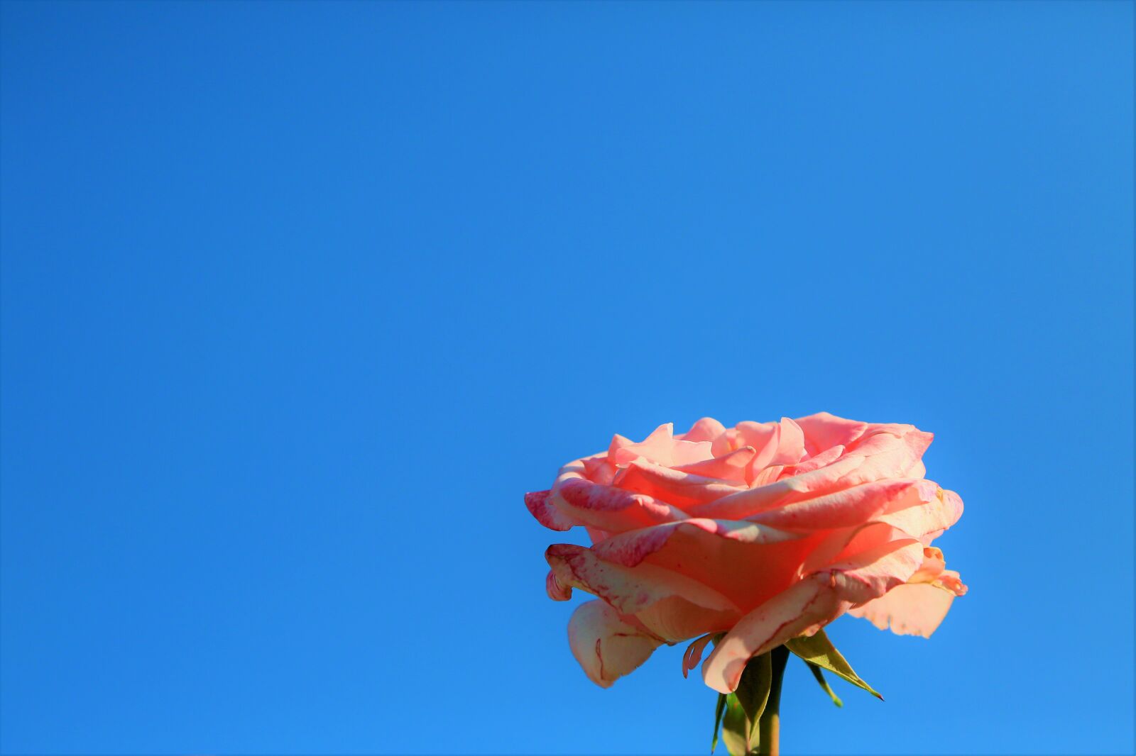 Canon EOS 5D Mark III sample photo. Rose, background, sky photography