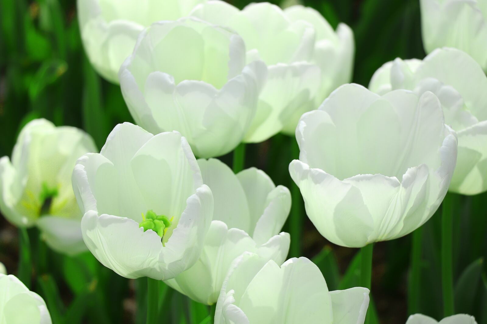 Canon EOS 77D (EOS 9000D / EOS 770D) sample photo. Plant, flower, nature photography