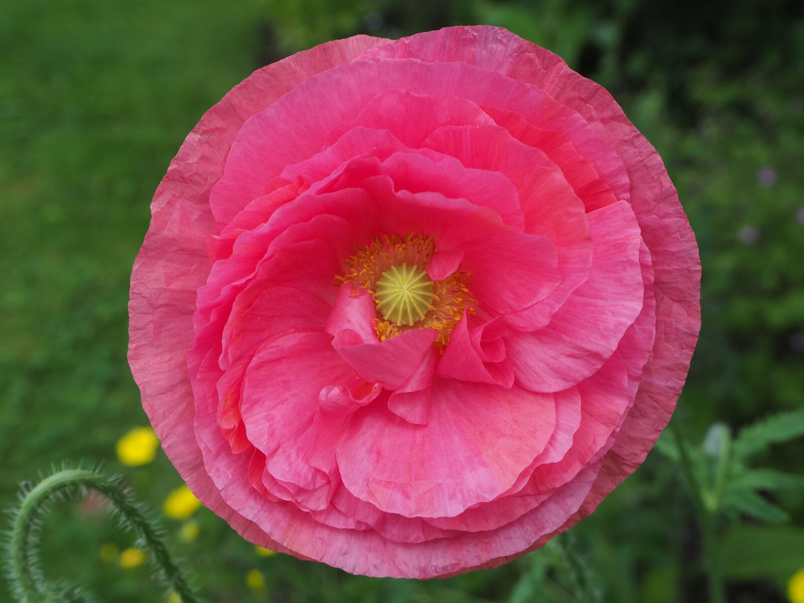 Olympus OM-D E-M10 sample photo. Poppy, poppy flower, blossom photography