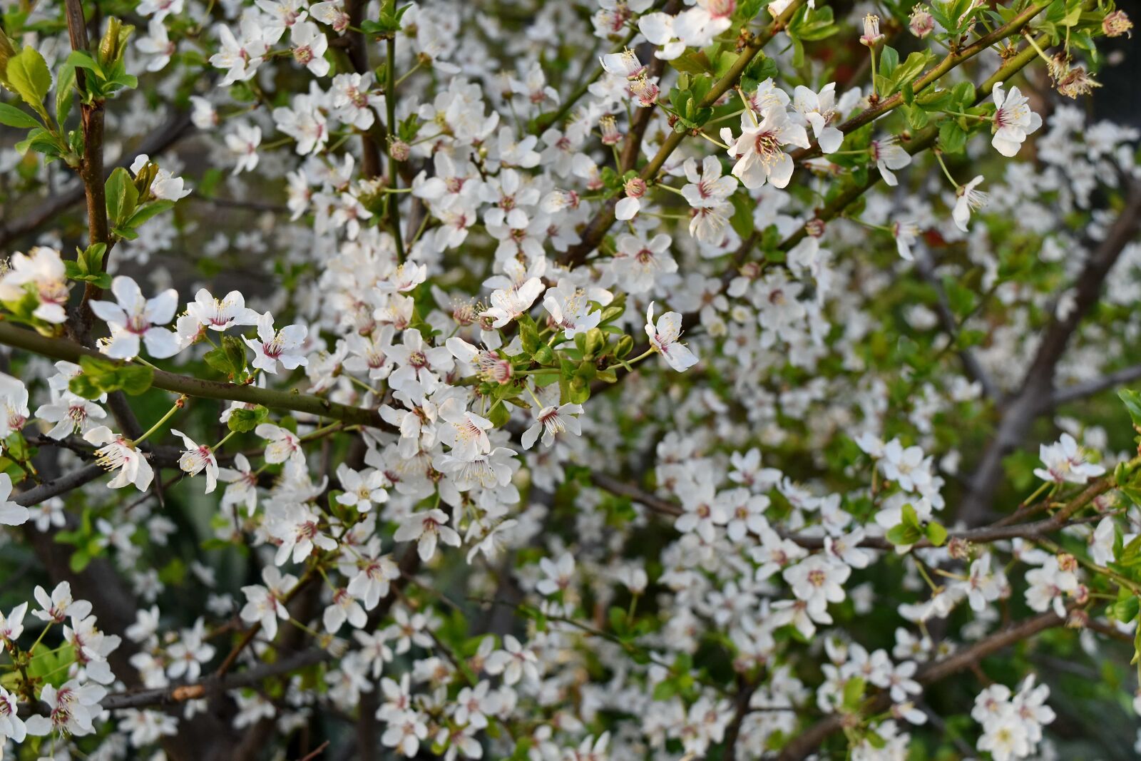 Nikon D5500 sample photo. Shrub, flower, flora, plant photography
