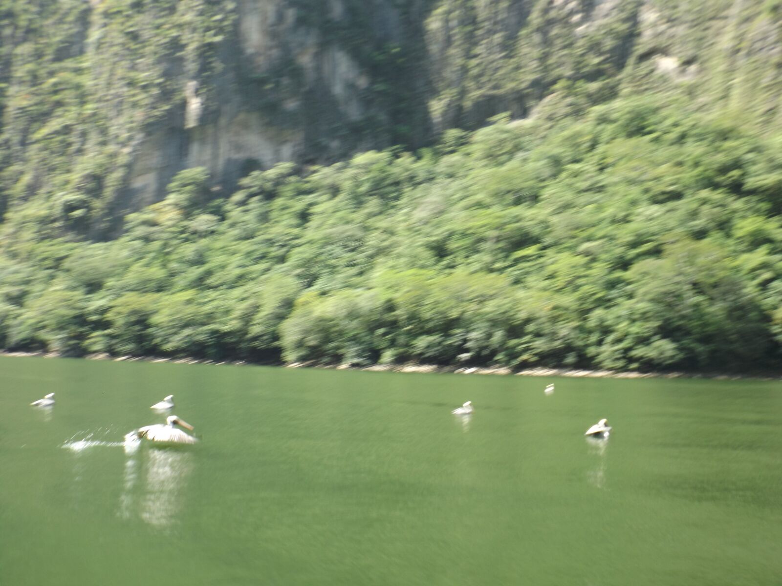Fujifilm FinePix S4800 sample photo. Birds, river, nature photography