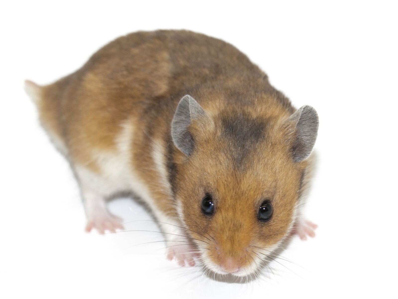 Sony DT 18-70mm F3.5-5.6 sample photo. Hamster, rodent, animal photography