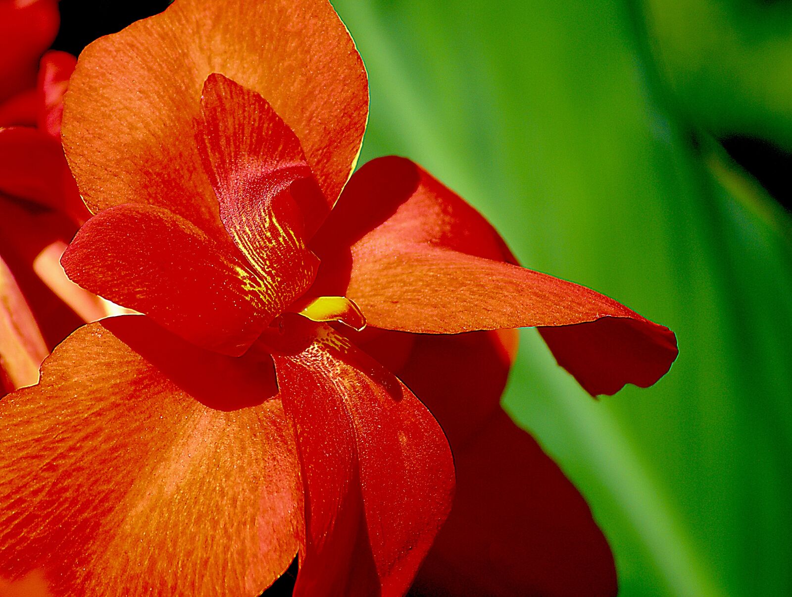 Sony Alpha DSLR-A100 sample photo. Kahn, red flower, petals photography