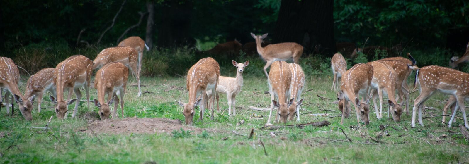 Nikon D800 sample photo. Deer, wild, group photography