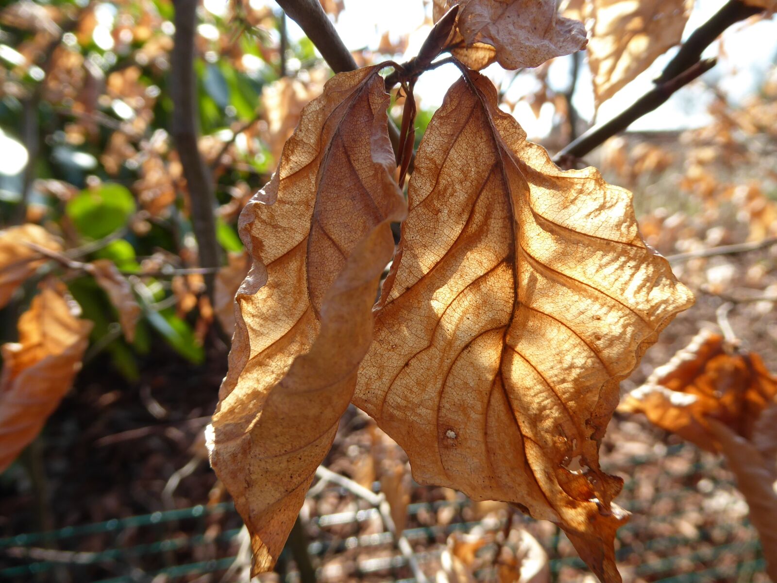 Panasonic Lumix DMC-ZS50 (Lumix DMC-TZ70) sample photo. Beukenblad, veins, sunlight photography
