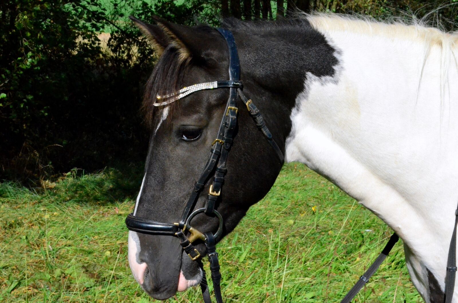 Nikon D5100 sample photo. Pony, horse, horse head photography